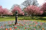 The Sun Shines on Swindon Town Gardens